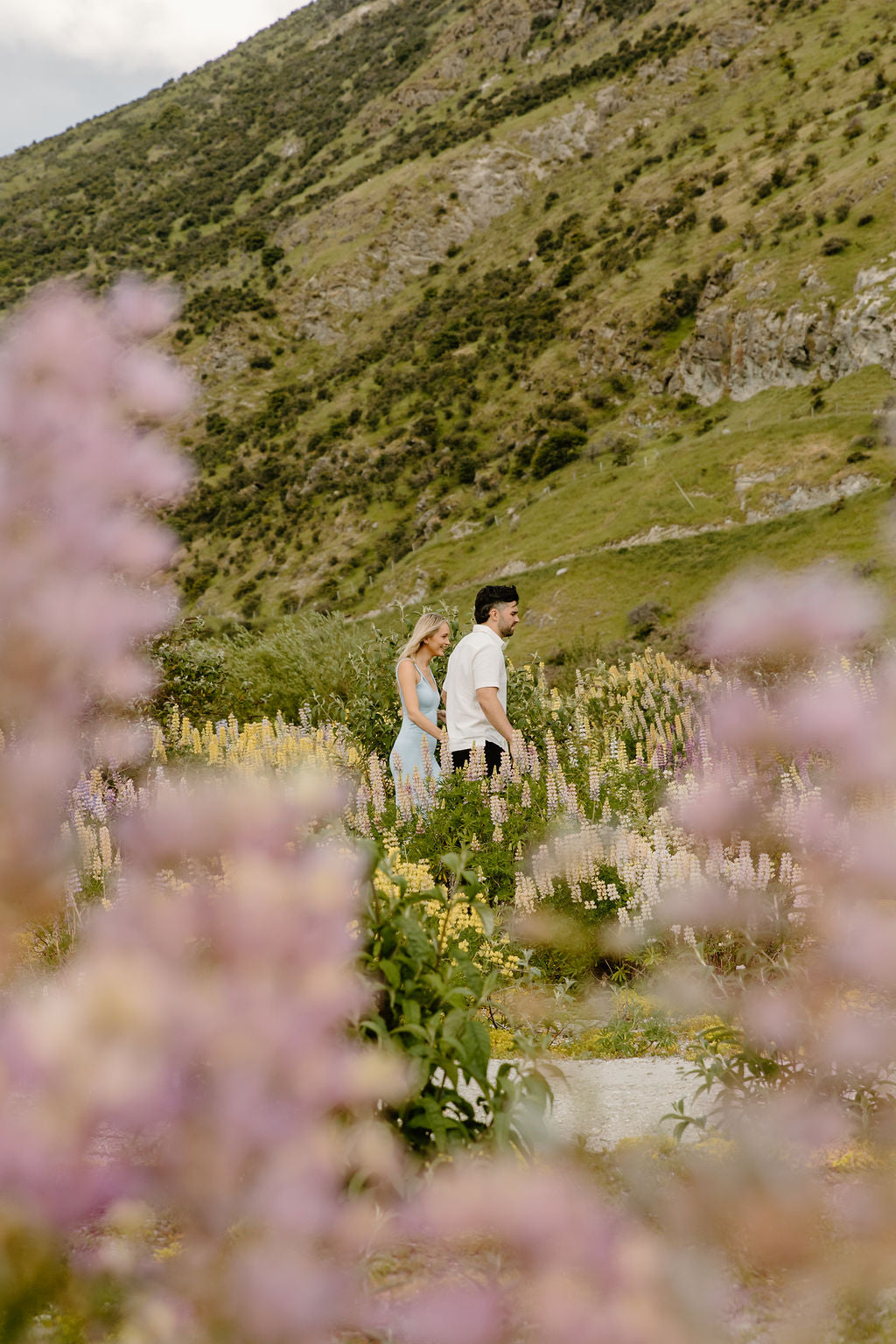 Picnic in Lupins
